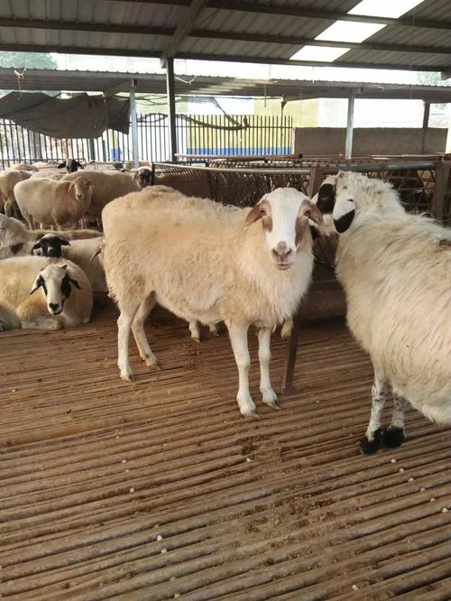 新手养杜寒杂交羊需要办理什么手续 杜寒杂交羊养殖技术